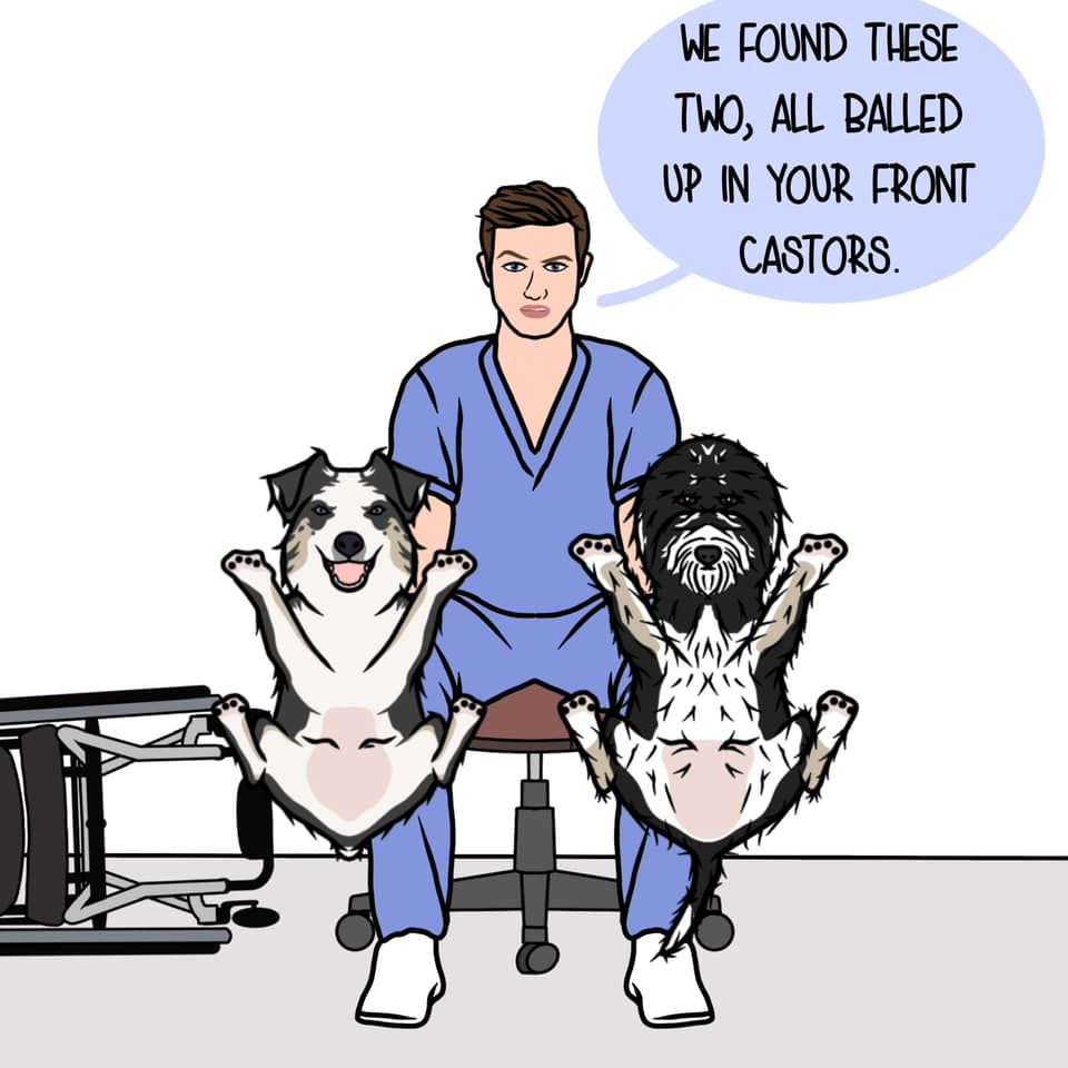 Image description: the therapist is holding up two black and white dogs and says 